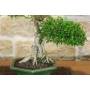 6 - Bonsai di Serissa (1)