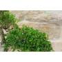 7 - Bonsai di Serissa (1)