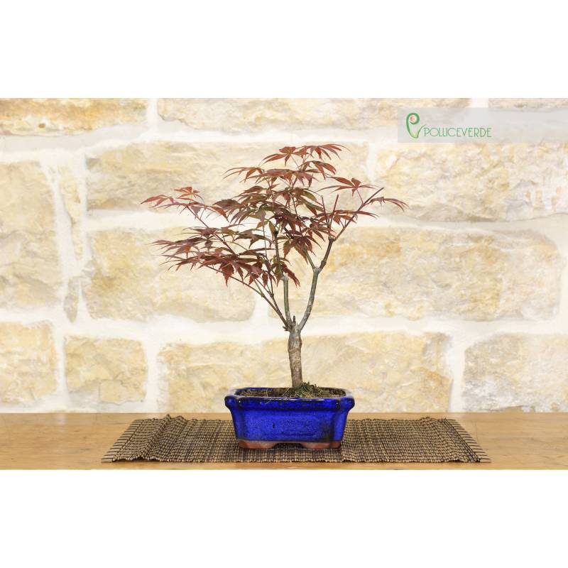 lego bonsai set Bonsai Tree Lego