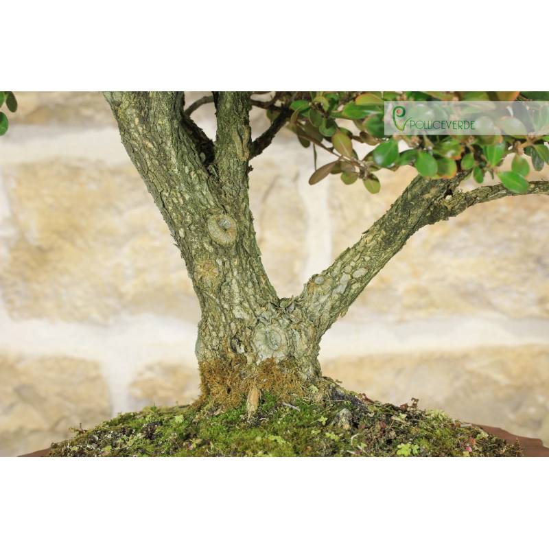 Buchsbaum-Bonsai (103) | 230,00  | Pollice Verde