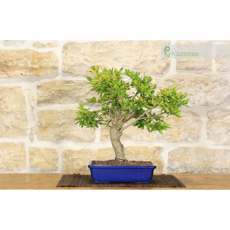 Lagerstroemia-Bonsai (32) | 180,00  | Pollice Verde