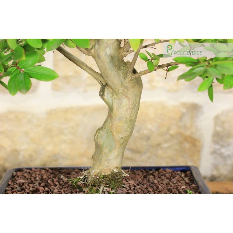 Lagerstroemia-Bonsai (32) | 180,00  | Pollice Verde