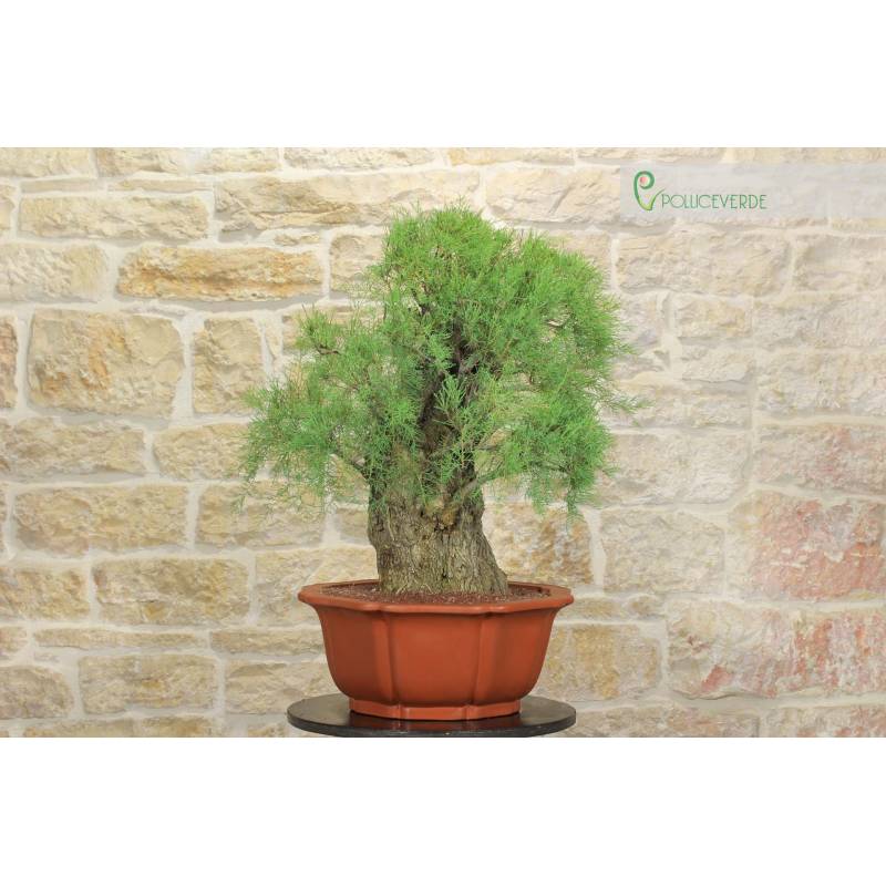 Tamarisken-Bonsai (5) | 1.000,00  | Pollice Verde