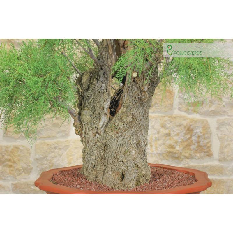 bonsai anfänger set Set mit 10 Bonsai zum Pflanzen – Komplettbox mit Samen, Töpfen, Werkzeug &  Anleitung – Einfaches Indoor-Pflanzset – Geschenkidee für Gartenliebhaber –  Cultivea main image 0