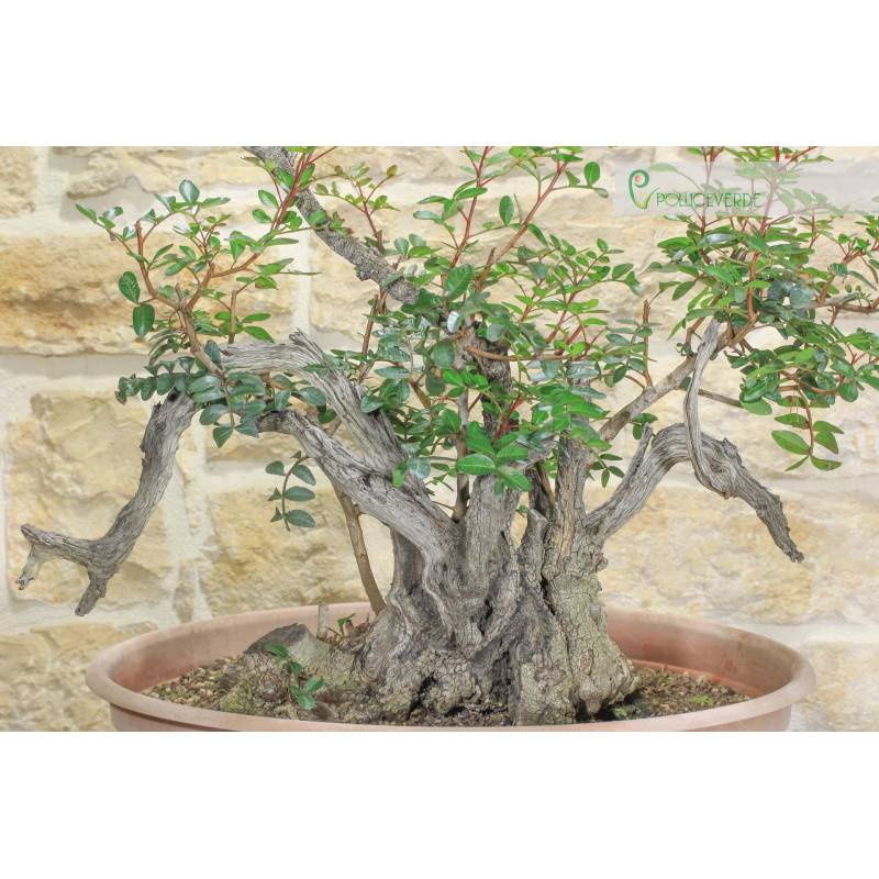 Pr-Yamadori-Bonsai von Lentisco (2) | 300,00  | Pollice Verde