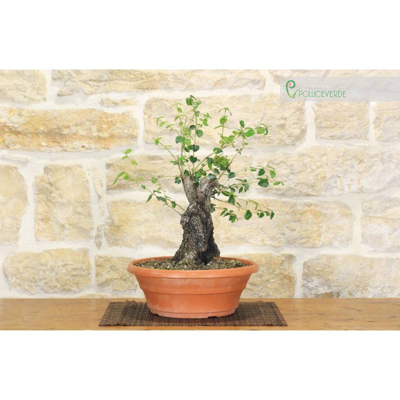 silberkiefer bonsai Pinus sylvestris 'Watereri' Bonsai – Gärtnerei Hupp Online Shop