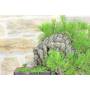 6 - Bonsai di Pino Nero Thunbergii (37)