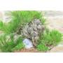 7 - Bonsai di Pino Nero Thunbergii (37)