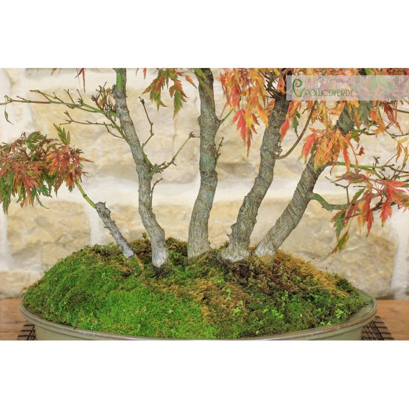 Beni Hagoromo Palmate Maple Grove (1) | 1.600,00  | Pollice Verde