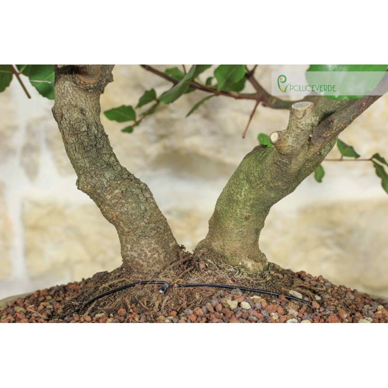 Johannisbrot-Bonsai (70) | 240,00  | Pollice Verde