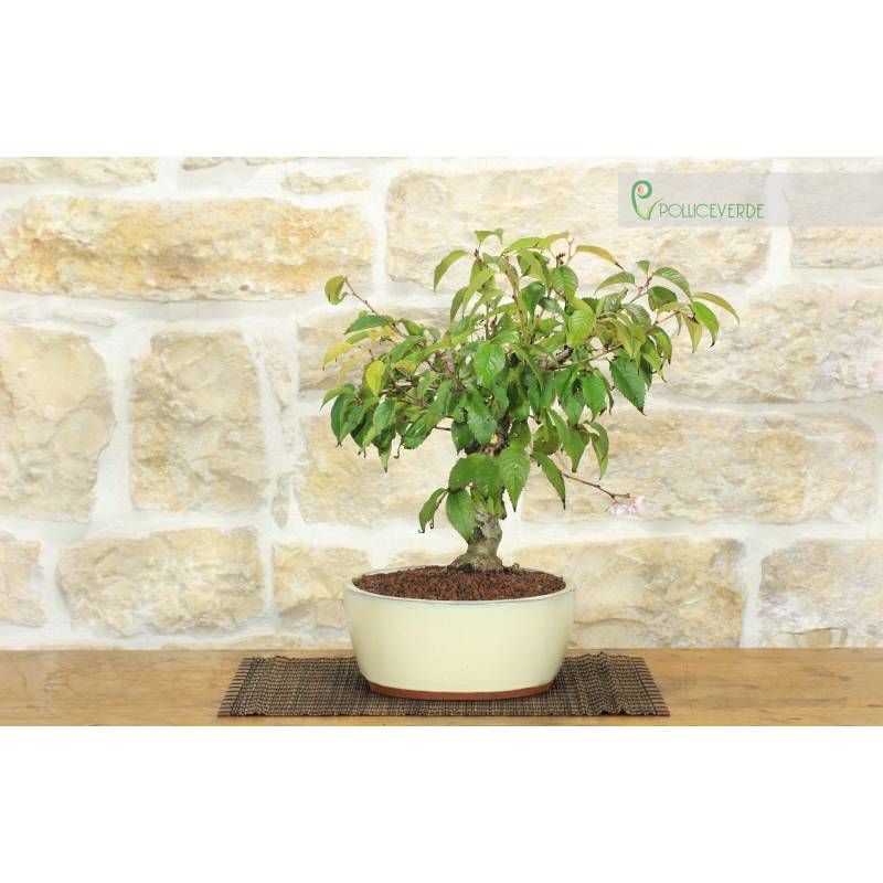 eibe 250 cm kaufen Heimische Eibe