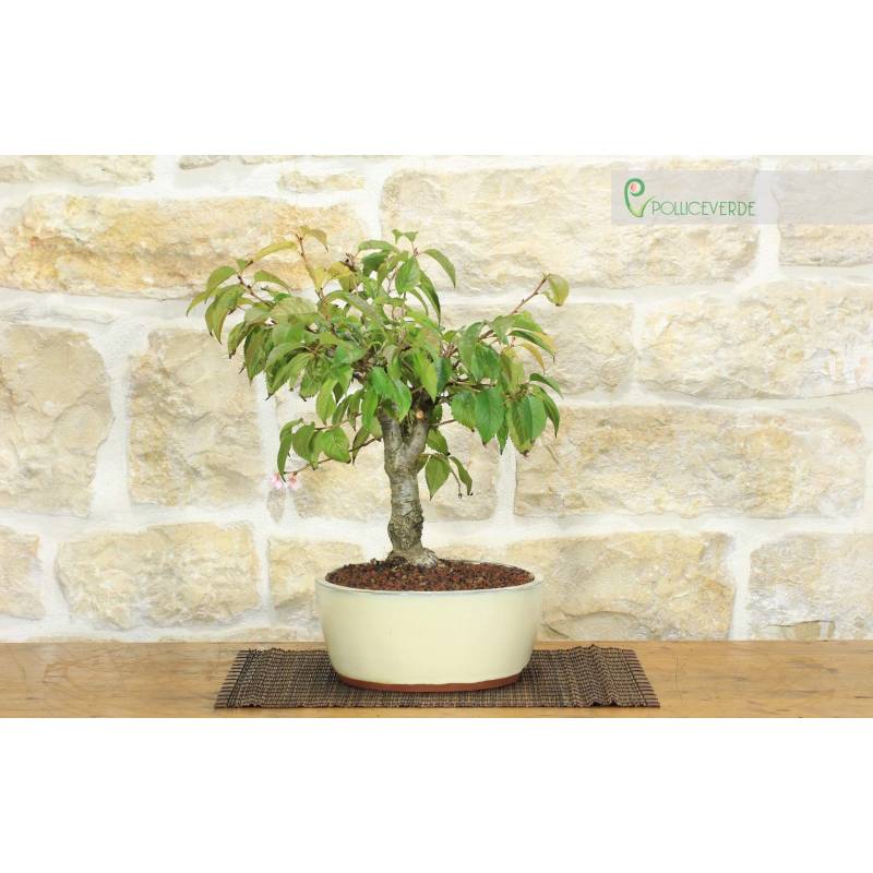 Subhirtella blhender Kirschbonsai (5) | 220,00  | Pollice Verde