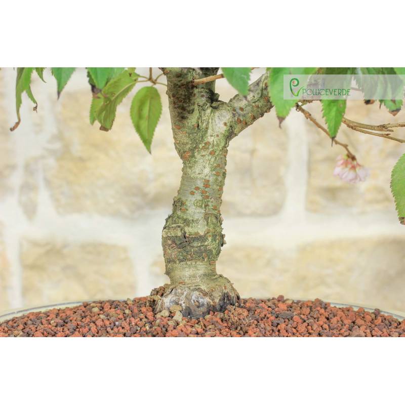 Subhirtella blhender Kirschbonsai (5) | 220,00  | Pollice Verde