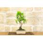 2 - Bonsai di Ficus Retusa vaso cm. 18