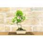 3 - Bonsai di Ficus Retusa vaso cm. 18