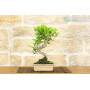 4 - Bonsai di Ficus Retusa vaso cm. 18