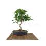 2 - Bonsai di Ficus Retusa vaso cm. 25