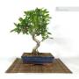 3 - Bonsai di Ficus Retusa vaso cm. 25