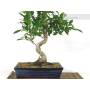 4 - Bonsai di Ficus Retusa vaso cm. 25