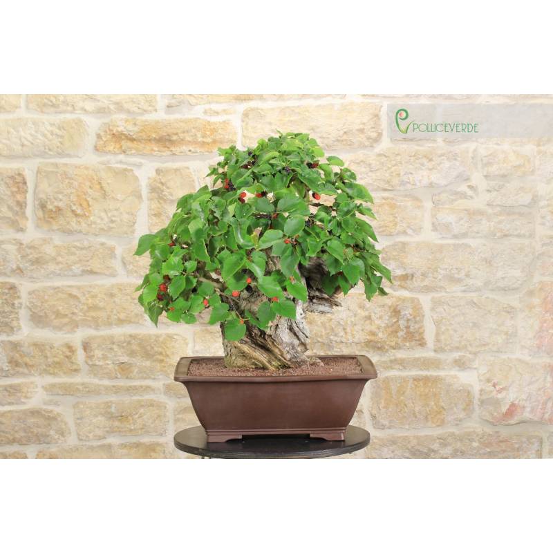 Black Mulberry Bonsai (5) | 1,900.00 | Pollice Verde