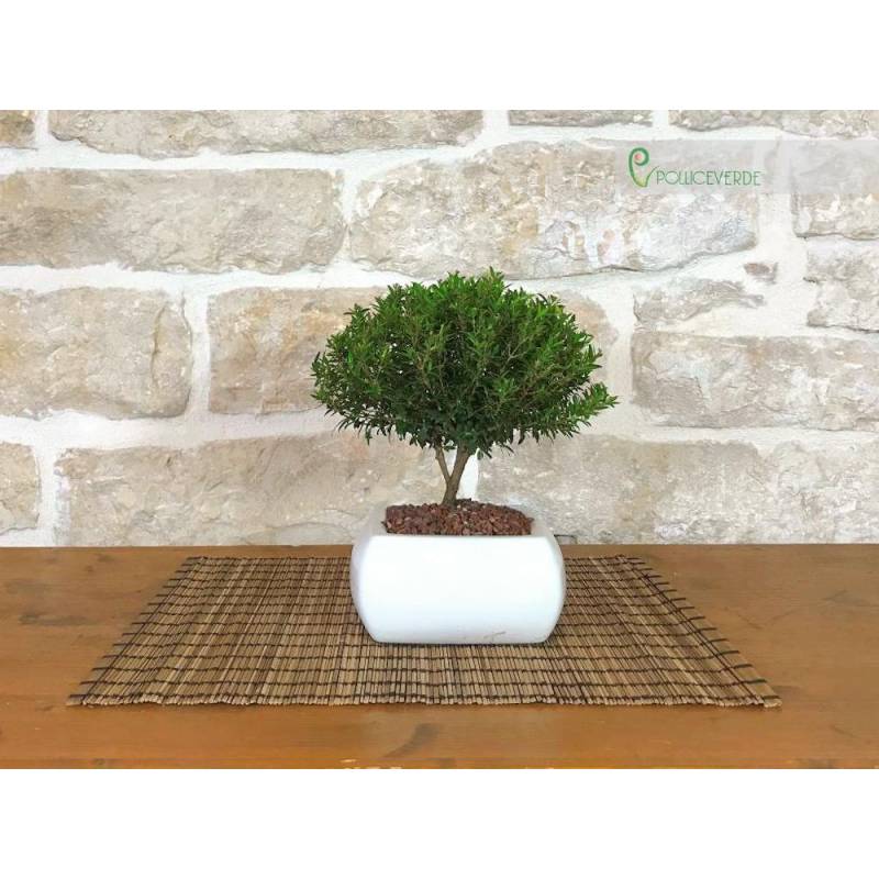 Myrte Bonsai in einem weien quadratischen Topf | 23,00  | Pollice Verde