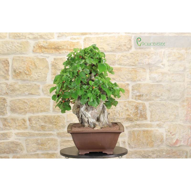 Black Mulberry Bonsai (5) | 1,900.00 | Pollice Verde