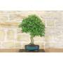 2 - Bonsai di Acero Palmato (50)