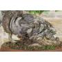 9 - Bonsai Yamadori di Vite Selvatica (3)