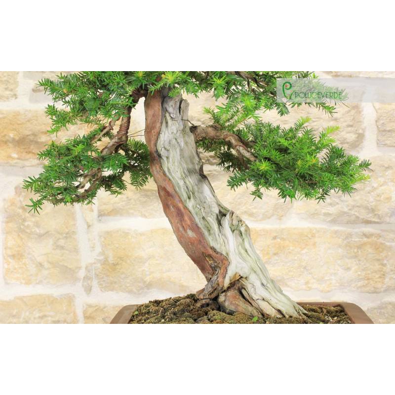 Yew Bonsai (7) | 2,800.00 | Pollice Verde