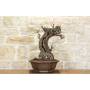 2 - Bonsai di Vite (101)