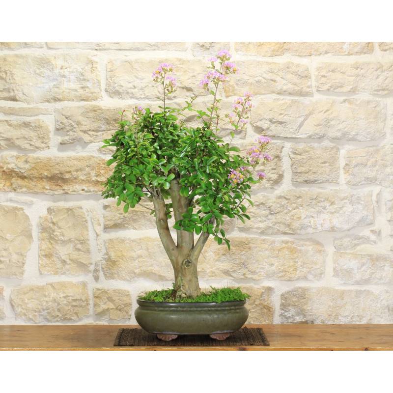 Lagerstroemia-Bonsai mit lila Blten (36) | 290,00  | Pollice Verde