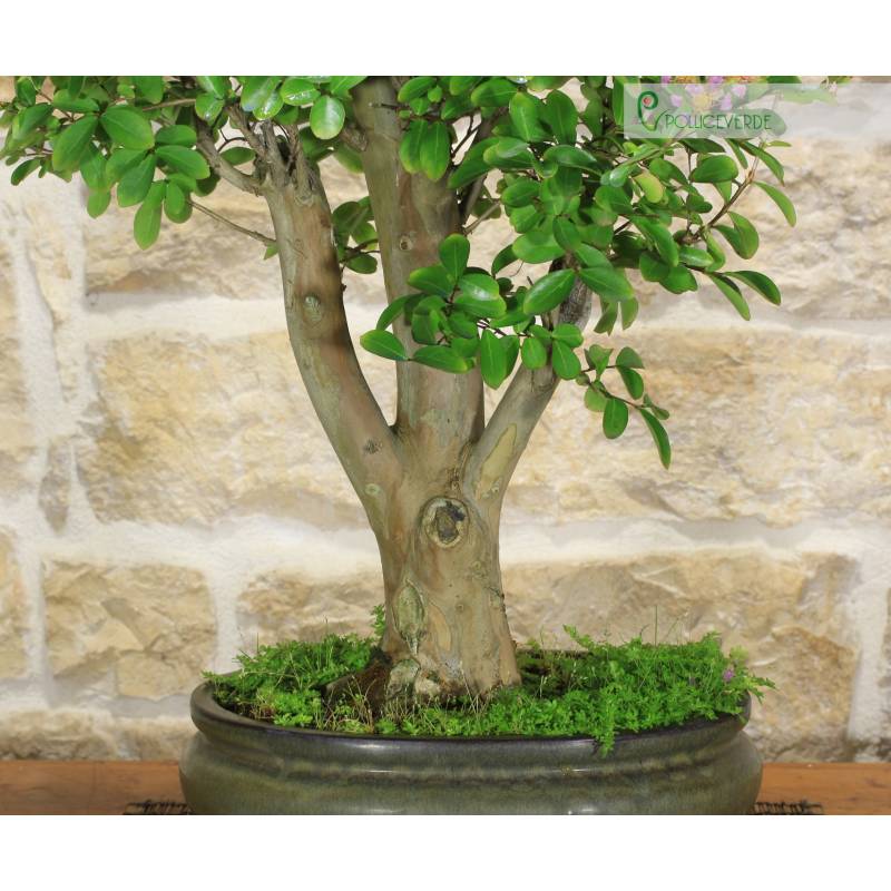 Lagerstroemia-Bonsai mit lila Blten (36) | 290,00  | Pollice Verde