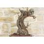 10 - Bonsai di Vite (101)