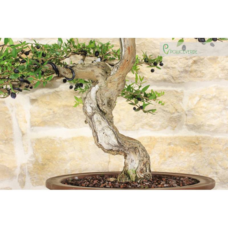 Myrte Pumila Bonsai (25) | 1.300,00  | Pollice Verde