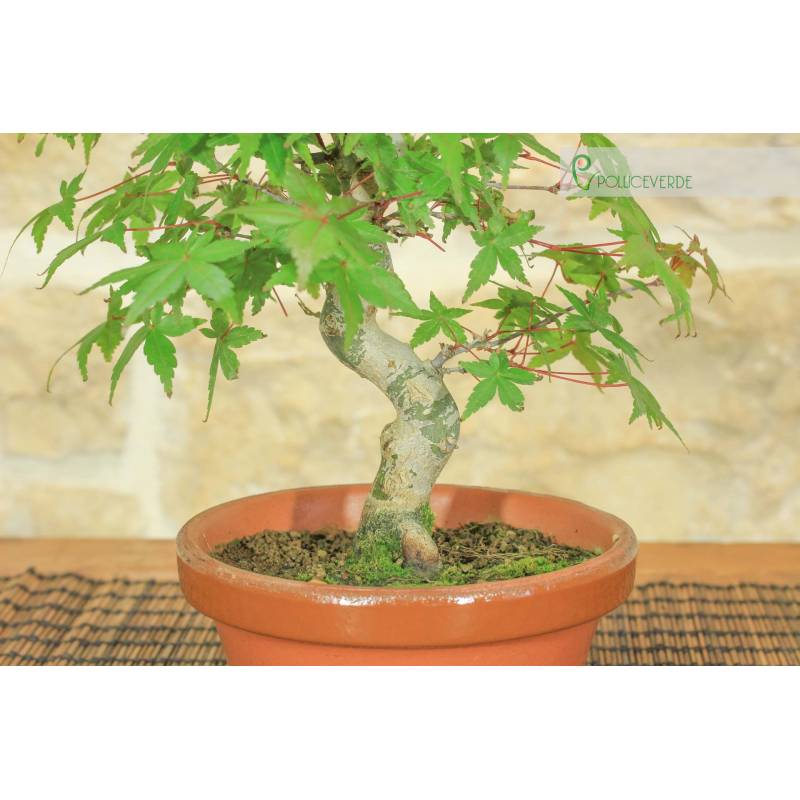 Pre-Deshojo Palmate-Ahorn-Bonsai (2) | 170,00  | Pollice Verde