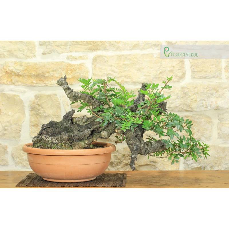 fagus lkw anhänger Fagus LKW-Kipper-Anhänger – Nachhaltiges Spielzeug aus Holz – KLICKKLACK main image 0