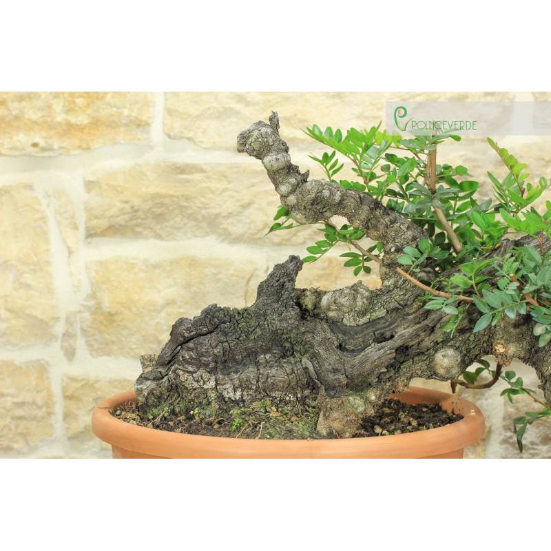 Pr-Yamadori-Bonsai von Lentisco (3) | 460,00  | Pollice Verde
