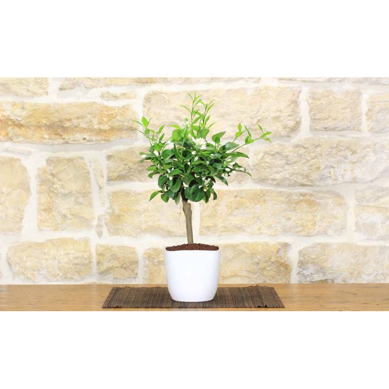 Bonsai-Linde var. Pursha in einem quadratischen Topf | 30,00  | Pollice  Verde