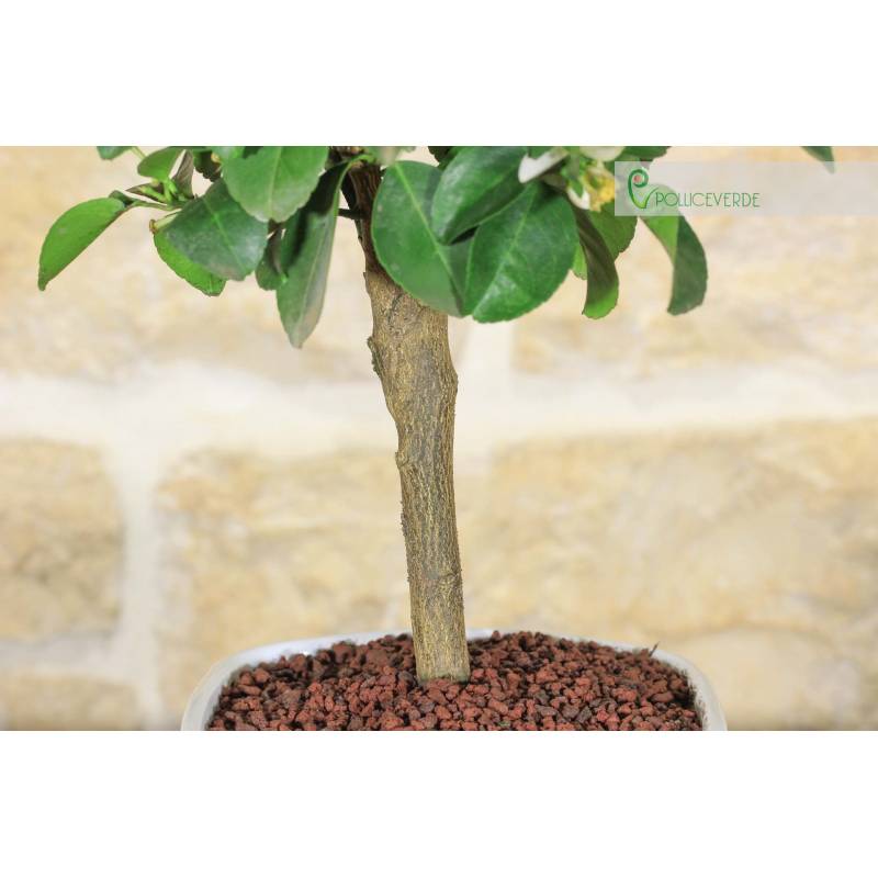 Bonsai-Linde var. Pursha in einem quadratischen Topf | 30,00  | Pollice  Verde
