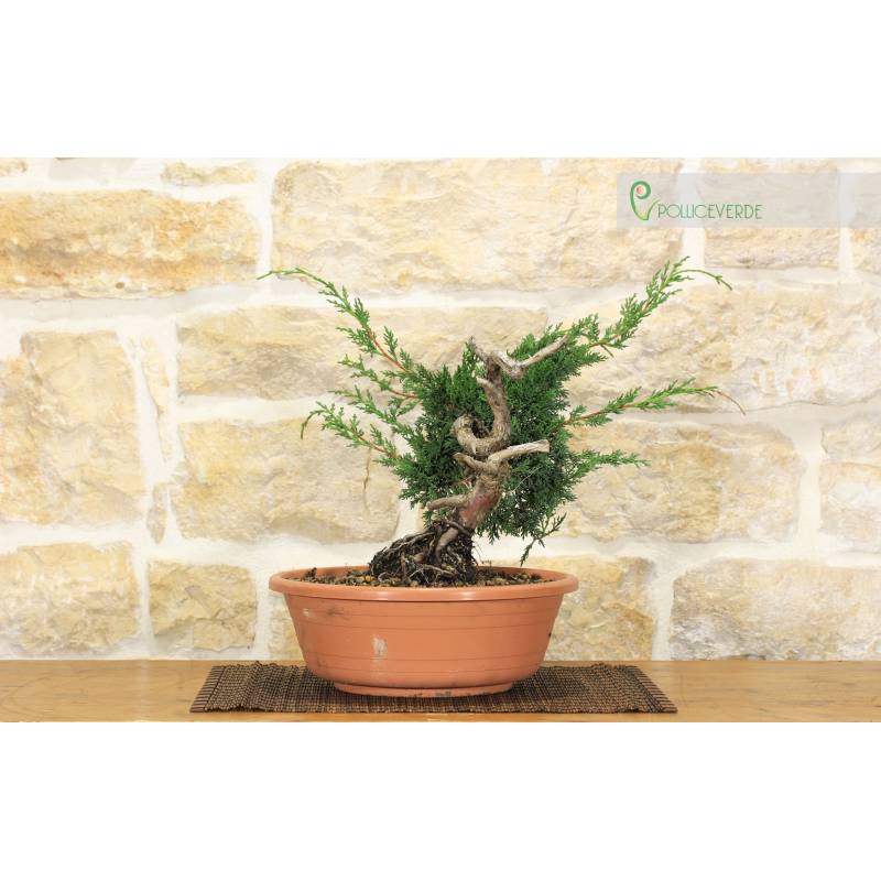 vase bambus optik Bambus Vase Chiharu - Asiatische Vasen main image 0