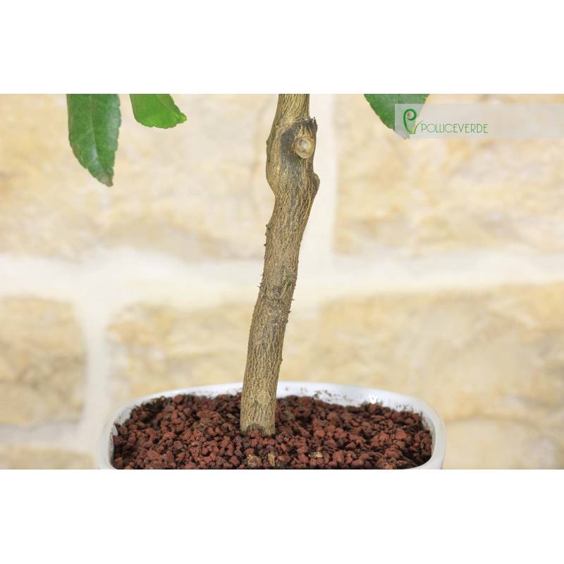 Bonsai di Limone in vaso quadrato | 30,00  | Pollice Verde