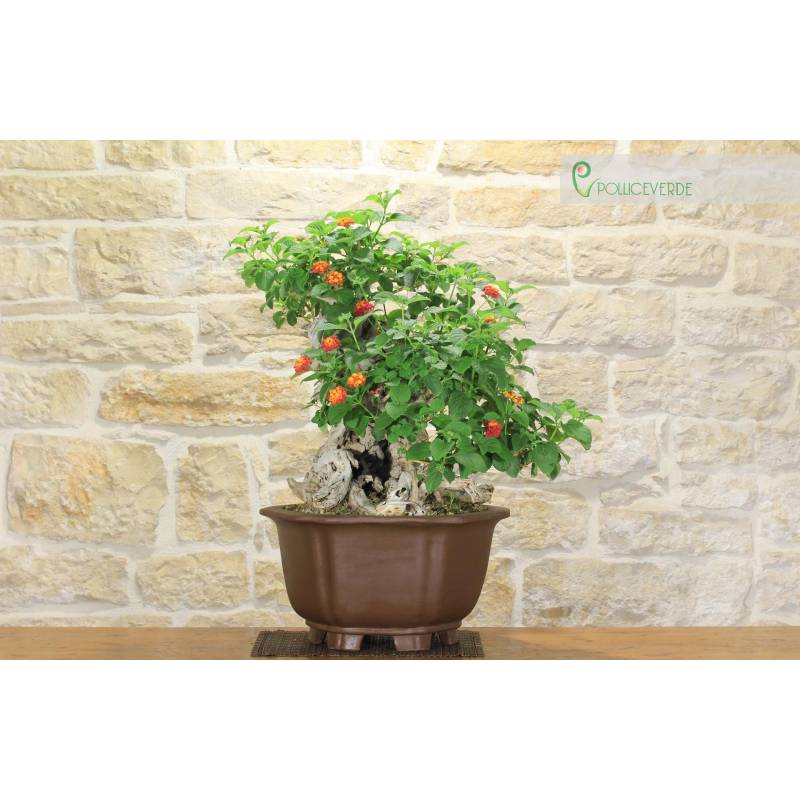 potting mix for fiddle leaf fig Organic Ficus Lyrata - Fiddle Leaf Fig Potting Soil Mix main image 0
