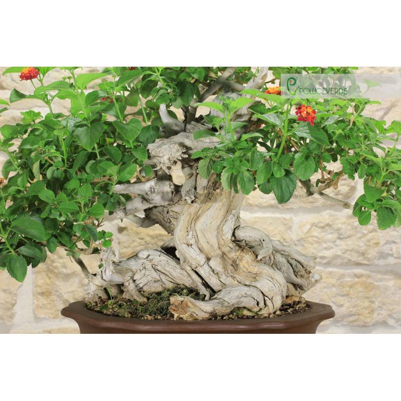 brazil philodendron price Philodendron Brasil