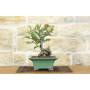 4 - Bonsai di Cotogno Giapponese (18).