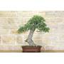 4 - Bonsai di Olmo Campestre (43)