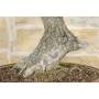 6 - Bonsai di Olmo Campestre (43)