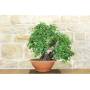 2 - Pre bonsai yamadori di Ciliegio (1)