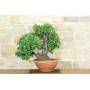 6 - Pre bonsai yamadori di Ciliegio (1)