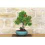 2 - Bonsai di Pyracantha Coccinea (145)