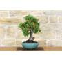 3 - Bonsai di Pyracantha Coccinea (145)